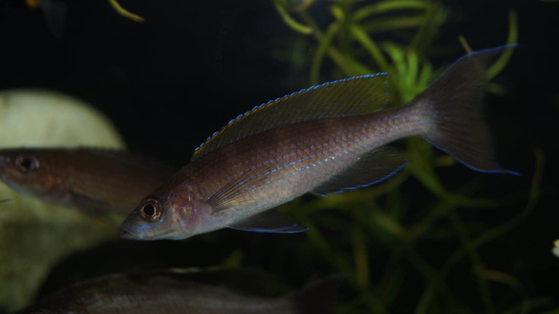 Paracyprichromis brieni 'Milima Island'